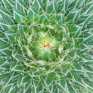 Agave cactus close-up print, Botanical Garden Agave cactus close-up print, Botanical Garden