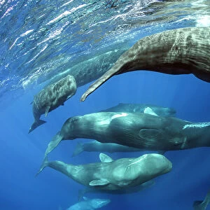 Aggregation of Sperm whales (Physeter macrocephalus) several females swim after a few males, Dominica, Caribbean Sea, Atlantic Ocean. Photo taken under permit. February