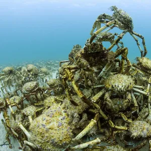 Aggregation of thousands of moulting Spider crabs (Leptomithrax gaimardii)