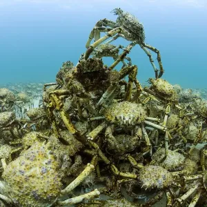 Aggregation of moulting Spider crabs Print Aggregation of moulting Spider crabs Print