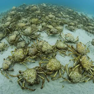 L'agglomération de milliers d'étrilles (Leptomithrax gaimardii) pour mue, au sud.