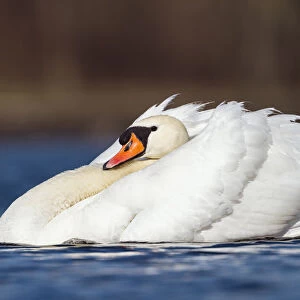 Aggressive Mute swan (Cygnus olor) Upper Bavaria, Germany, Europe