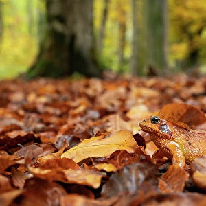 Agile frog (Rana dalmatina) sitting in autumn leaves on forest floor, Upper Bavaria, Germany. October