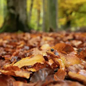 Rana ágil (Rana dalmatina) sentada en hojas de otoño en el suelo de la foresta, Alta Baviera, Alemania. Octubre. Rana ágil (Rana dalmatina) sentada en hojas de otoño en el suelo de la foresta, Alta Baviera, Alemania. Octubre.