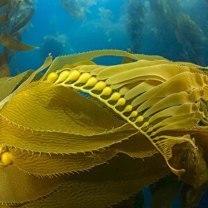 Air bladders lifting strands of giant kelp (Macrocystis pyrifera) towards the surface