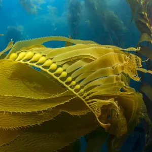 Air bladders lifting strands of giant kelp (Macrocystis pyrifera) towards the surface