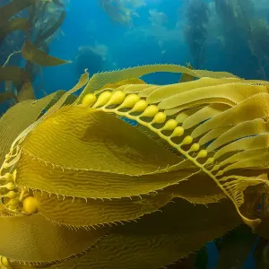 Giant Kelp Print: Air Bladders Lifting Strands Towards the Surface Giant Kelp Print: Air Bladders Lifting Strands Towards the Surface