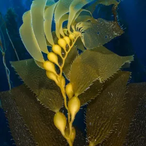 Bolsas llenas de aire de Macrocystis pyrifera (Giant kelp). Isla Santa Bárbara, Islas del Canal. Bolsas llenas de aire de Macrocystis pyrifera (Giant kelp). Isla Santa Bárbara, Islas del Canal.