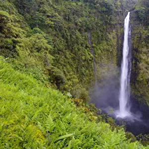 Akaka falls (422 foot) surrounded by vegetation, (much of which is non-native) Akaka