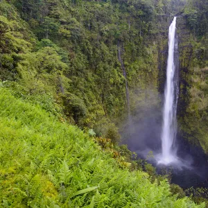 Akaka falls (422 foot) surrounded by vegetation, (much of which is non-native) Akaka