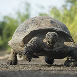 Alcedo Galapagos tortoise (Chelonoidis nigra vandenburghi) walking, Alcedo Volcan
