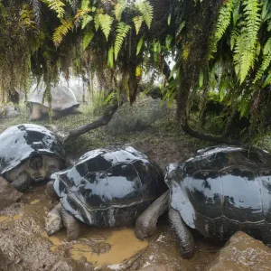 Alcedo Galapagos tortoise (Chelonoidis nigra vandenburghi) group wallowing in mud Alcedo Galapagos tortoise (Chelonoidis nigra vandenburghi) group wallowing in mud