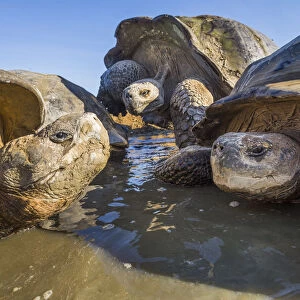 Alcedo giant tortoise (Chelonoidis vandenburghi) group resting in pool, Alcedo Volcano