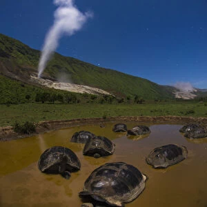 Alcedo giant tortoise (Chelonoidis vandenburghi), group bathing in water. Alcedo Volcano