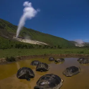 Alcedo giant tortoise (Chelonoidis vandenburghi), group bathing in water. Alcedo Volcano Alcedo giant tortoise (Chelonoidis vandenburghi), group bathing in water. Alcedo Volcano