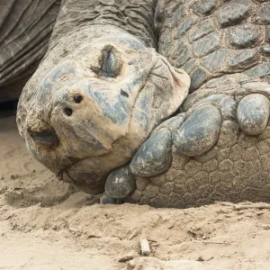 Alcedo giant tortoise (Chelonoidis vandenburghi), Alcedo Volcano, Isabela Island Alcedo giant tortoise (Chelonoidis vandenburghi), Alcedo Volcano, Isabela Island