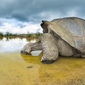 Alcedo giant tortoise (Chelonoidis vandenburghi) drinking, Alcedo Volcano, Isabela Island Alcedo giant tortoise (Chelonoidis vandenburghi) drinking, Alcedo Volcano, Isabela Island