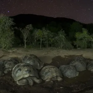 Alcedo giant tortoise (Chelonoidis vandenburghi) group resting in water at night Alcedo giant tortoise (Chelonoidis vandenburghi) group resting in water at night