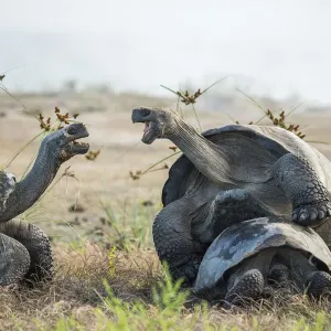 Alcedo giant tortoise (Chelonoidis vandenburghi) male mating with female while squabbling Alcedo giant tortoise (Chelonoidis vandenburghi) male mating with female while squabbling