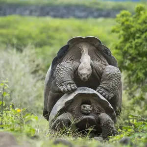 Alcedo giant tortoise (Chelonoidis vandenburghi) pair mating, Alcedo Volcano Alcedo giant tortoise (Chelonoidis vandenburghi) pair mating, Alcedo Volcano