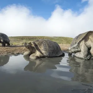 Alcedo giant tortoise (Chelonoidis vandenburghi) pair mating in shallow pool, with Alcedo giant tortoise (Chelonoidis vandenburghi) pair mating in shallow pool, with