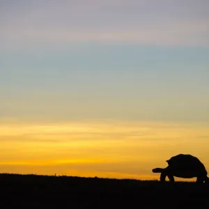 Alcedo giant tortoise (Chelonoidis vandenburghi) silhouetted at sunrise, Alcedo Volcano Alcedo giant tortoise (Chelonoidis vandenburghi) silhouetted at sunrise, Alcedo Volcano