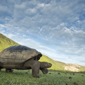 Alcedo giant tortoise (Chelonoidis vandenburghi) walking, Alcedo Volcano, Isabela Island Alcedo giant tortoise (Chelonoidis vandenburghi) walking, Alcedo Volcano, Isabela Island