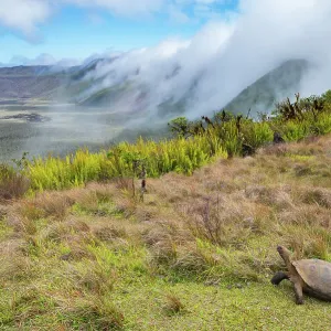Alcedo giant tortoise (Chelonoidis vandenburghi) walking around caldera rim with fog rolling in during dry season, Alcedo Volcano, Isabela Island, Galapagos Islands, Ecuador Alcedo giant tortoise (Chelonoidis vandenburghi) walking around caldera rim with fog rolling in during dry season, Alcedo Volcano, Isabela Island, Galapagos Islands, Ecuador