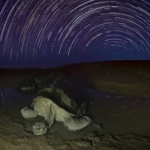 Alcedo giant tortoise (Chelonoidis vandenburghi) in water at night, star trails in Alcedo giant tortoise (Chelonoidis vandenburghi) in water at night, star trails in