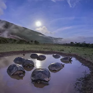 Alcedo giant tortoises (Chelonoidis vandenburghi) group resting in water to keep cool