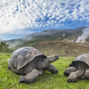 Alcedo giant tortoises (Chelonoidis vandenburghi) and volcanic landscape with fumeroles