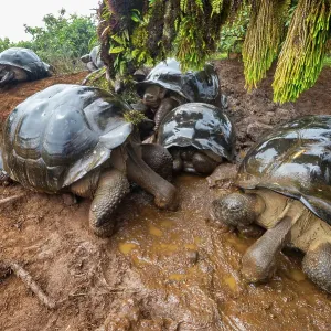 Alcedo giant tortoises (Chelonoidis vandenburghi) drinking from fog-drip puddles under mossy trees on caldera rim during dry season, Alcedo Volcano, Isabela Island, Galapagos Islands, Ecuador Alcedo giant tortoises (Chelonoidis vandenburghi) drinking from fog-drip puddles under mossy trees on caldera rim during dry season, Alcedo Volcano, Isabela Island, Galapagos Islands, Ecuador