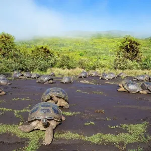 Alcedo giant tortoises (Chelonoidis vandenburghi) gathering together to drink from drizzle puddles on flat lava during dry season, Alcedo Volcano, Isabela Island, Galapagos Islands, Ecuador Alcedo giant tortoises (Chelonoidis vandenburghi) gathering together to drink from drizzle puddles on flat lava during dry season, Alcedo Volcano, Isabela Island, Galapagos Islands, Ecuador