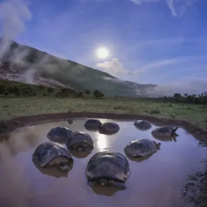 Alcedo Giant Tortoise Print Alcedo Giant Tortoise Print