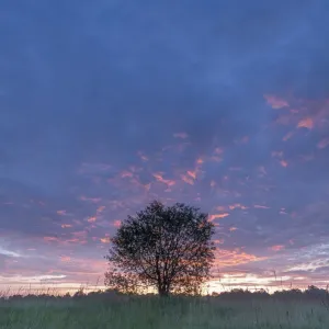 L'Aldérouge (Frangula alnus) dans une prairie à l'aube. L'Aldérouge (Frangula alnus) dans une prairie à l'aube.