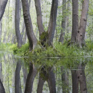 Images Dated 2009 May: 18 May 2009