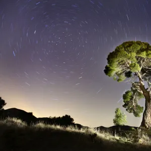 Aleppo pine tree {Pinus halepensis} photographed with long exposure at night with