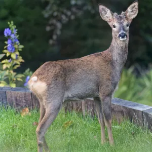 Alert young Roe deer (Capreolus capreolus) buck with developing horns standing on a