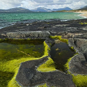Algae growing in a pool on a rock, Scarista Beach, Sound of Taransay, South Harris