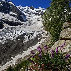 Alibek glacier in Alibek vally with Purple trefoil (Trifolium) growing in the foreground