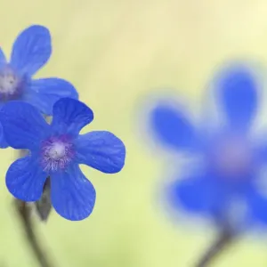 Alkanet flowers (Anchusa sp) Menorca, Balearic Islands, Spain, Europe Alkanet flowers (Anchusa sp) Menorca, Balearic Islands, Spain, Europe