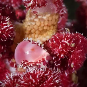 Allied Cowrie Print on Soft Coral Allied Cowrie Print on Soft Coral