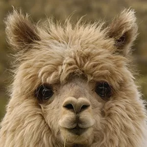 Alpaca head portrait{Lama pacos} Andes, Ecuador