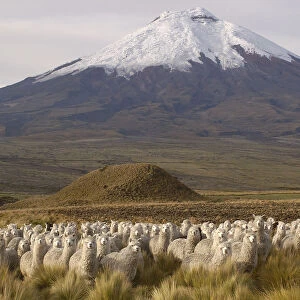 Alpaca herd {Lama pacos} at base of Cotopaxi Volcano, Andes, Ecuador. Paramo habitat