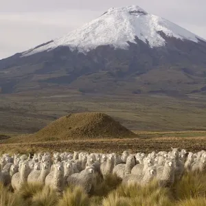 Alpaca Print at Cotopaxi Volcano Base Alpaca Print at Cotopaxi Volcano Base