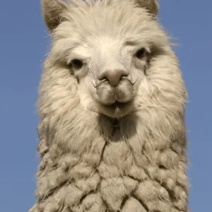 Alpaca Print - Andes Ecuador Alpaca Print - Andes Ecuador