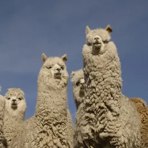 Alpaca Print - Andes, Ecuador Alpaca Print - Andes, Ecuador