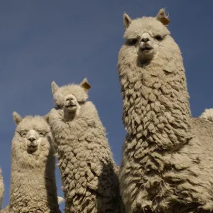 Alpacas {Lama pacos} Andes. Ecuador