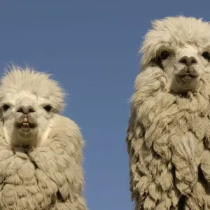 Two Alpacas Head Portraits Print, Andes Ecuador Two Alpacas Head Portraits Print, Andes Ecuador