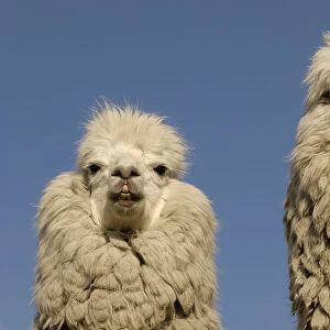Two Alpacas {Lama pacos} head portraits, Andes. Ecuador